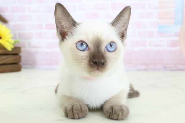 福井県のトンキニーズ (Coo&RIKU福井店/2025年12月7日生まれ/女の子/ナチュラルポイント)の子猫の1枚目の画像