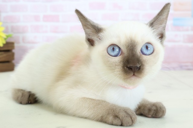 福井県のトンキニーズ (Coo&RIKU福井店/2025年12月7日生まれ/女の子/ナチュラルポイント)の子猫の2枚目の画像