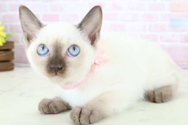 福井県のトンキニーズ (Coo&RIKU福井店/2025年12月7日生まれ/女の子/ナチュラルポイント)の子猫の3枚目の画像