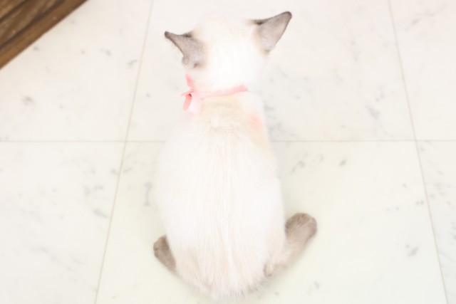 福井県のトンキニーズ (Coo&RIKU福井店/2025年12月7日生まれ/女の子/ナチュラルポイント)の子猫の4枚目の画像