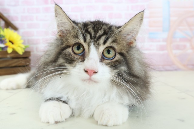 広島県のノルウェージャンフォレストキャット (Coo&RIKUゆめタウン大竹店/2025年11月5日生まれ/男の子/ブラウンタビーホワイト)の子猫の1枚目の画像