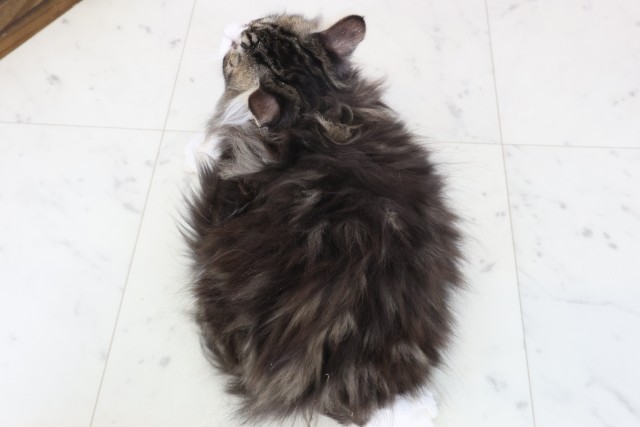 広島県のノルウェージャンフォレストキャット (Coo&RIKUゆめタウン大竹店/2025年11月5日生まれ/男の子/ブラウンタビーホワイト)の子猫の4枚目の画像