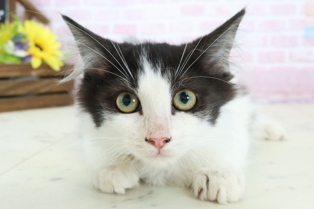 広島県のノルウェージャンフォレストキャット (Coo&RIKU福山店/2025年11月5日生まれ/女の子/ブラックホワイト)の子猫の1枚目の画像