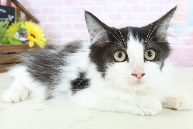 広島県のノルウェージャンフォレストキャット (Coo&RIKU福山店/2025年11月5日生まれ/女の子/ブラックホワイト)の子猫の2枚目の画像