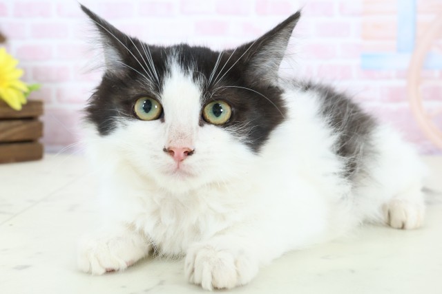 広島県のノルウェージャンフォレストキャット (Coo&RIKU福山店/2025年11月5日生まれ/女の子/ブラックホワイト)の子猫の3枚目の画像