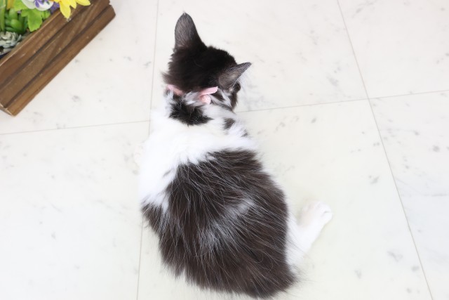 広島県のノルウェージャンフォレストキャット (Coo&RIKU福山店/2025年11月5日生まれ/女の子/ブラックホワイト)の子猫の4枚目の画像