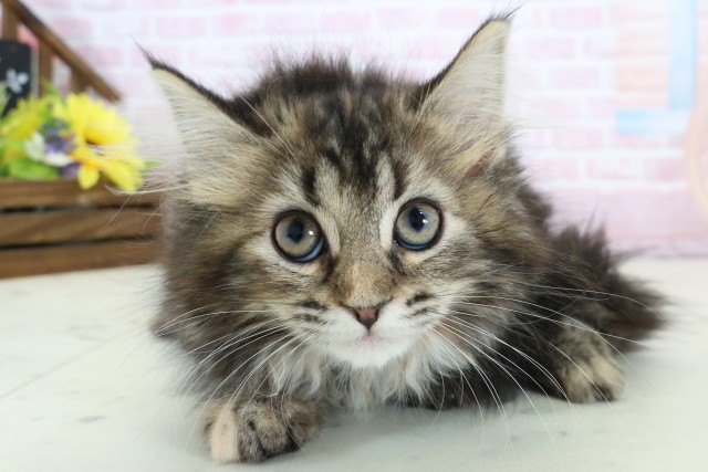 石川県のサイベリアン (Coo&RIKU金沢店/2025年12月3日生まれ/女の子/ブラウンタビー)の子猫の1枚目の画像