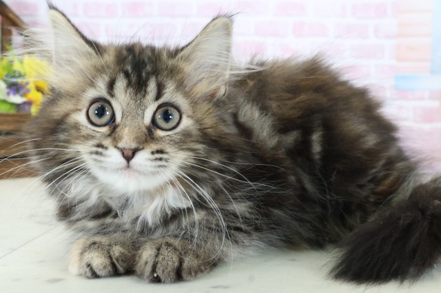 石川県のサイベリアン (Coo&RIKU金沢店/2025年12月3日生まれ/女の子/ブラウンタビー)の子猫の3枚目の画像