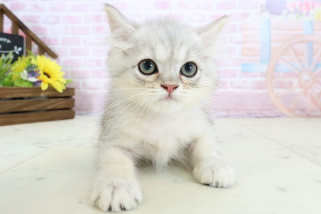 新潟県のマンチカン (Coo&RIKUイオンモール新発田店/2025年12月2日生まれ/男の子/チンチラシルバー)の子猫の1枚目の画像