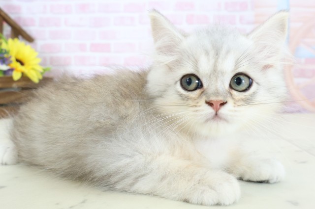 新潟県のマンチカン (Coo&RIKUイオンモール新発田店/2025年12月2日生まれ/男の子/チンチラシルバー)の子猫の2枚目の画像