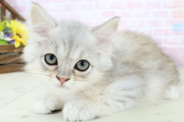 新潟県のマンチカン (Coo&RIKUイオンモール新発田店/2025年12月2日生まれ/男の子/チンチラシルバー)の子猫の3枚目の画像