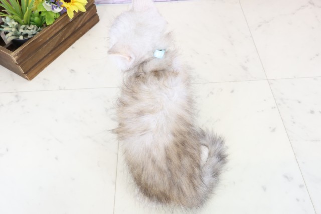 新潟県のマンチカン (Coo&RIKUイオンモール新発田店/2025年12月2日生まれ/男の子/チンチラシルバー)の子猫の4枚目の画像