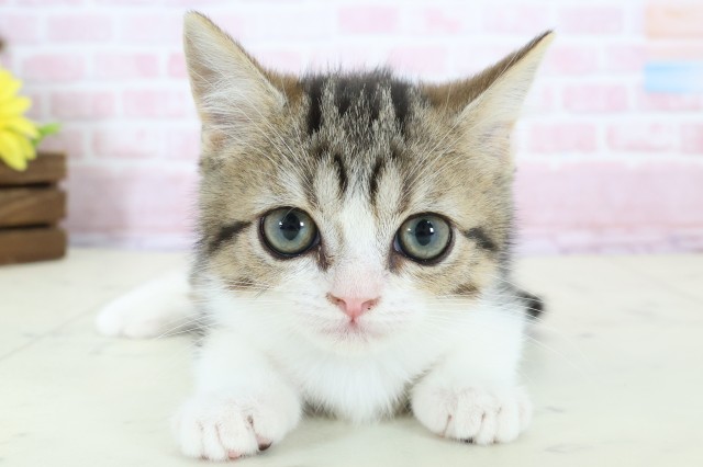 石川県のマンチカン (Coo&RIKUイオン野々市南店/2025年12月2日生まれ/男の子/ブラウンタビーホワイト)の子猫の1枚目の画像