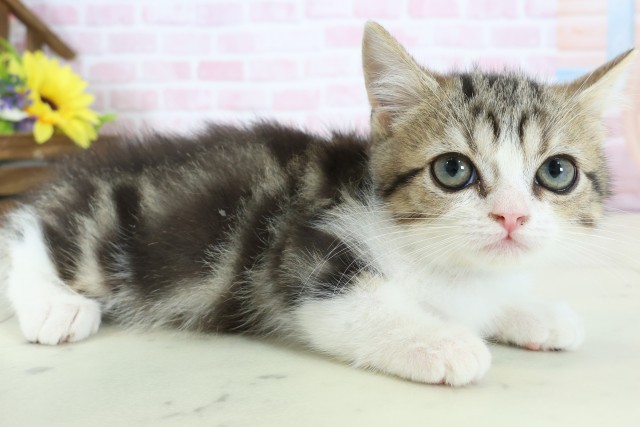 石川県のマンチカン (Coo&RIKUイオン野々市南店/2025年12月2日生まれ/男の子/ブラウンタビーホワイト)の子猫の2枚目の画像