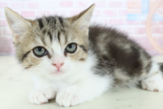 石川県のマンチカン (Coo&RIKUイオン野々市南店/2025年12月2日生まれ/男の子/ブラウンタビーホワイト)の子猫の3枚目の画像