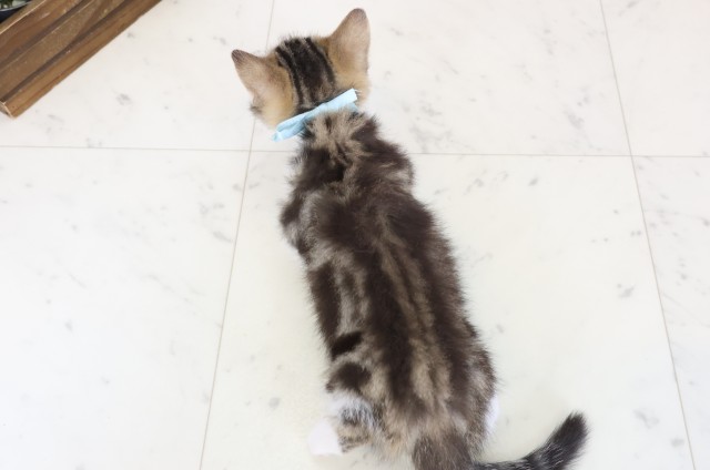 石川県のマンチカン (Coo&RIKUイオン野々市南店/2025年12月2日生まれ/男の子/ブラウンタビーホワイト)の子猫の4枚目の画像