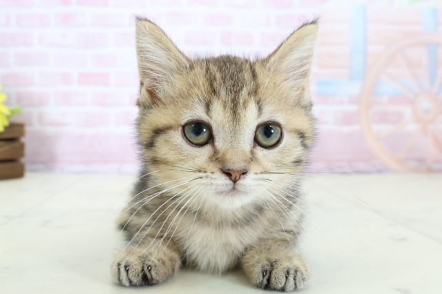 新潟県のマンチカン (Coo&RIKU上越店/2025年12月10日生まれ/男の子/ブラウンタビー)の子猫の1枚目の画像