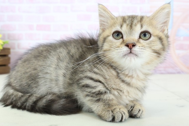 新潟県のマンチカン (Coo&RIKU上越店/2025年12月10日生まれ/男の子/ブラウンタビー)の子猫の2枚目の画像