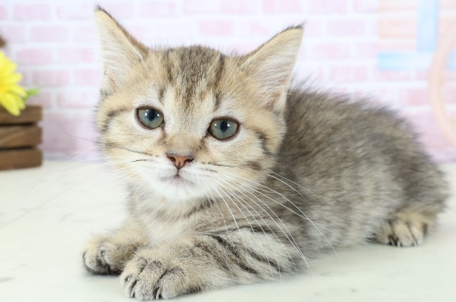 新潟県のマンチカン (Coo&RIKU上越店/2025年12月10日生まれ/男の子/ブラウンタビー)の子猫の3枚目の画像