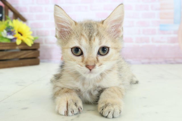広島県のマンチカン (Coo&RIKU広島北店/2025年12月10日生まれ/女の子/ブラウンタビー)の子猫の1枚目の画像