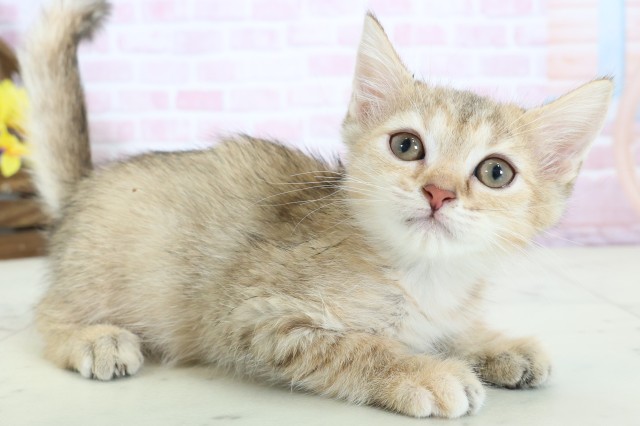 広島県のマンチカン (Coo&RIKU広島北店/2025年12月10日生まれ/女の子/ブラウンタビー)の子猫の2枚目の画像