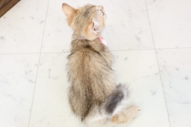 広島県のマンチカン (Coo&RIKU広島北店/2025年12月10日生まれ/女の子/ブラウンタビー)の子猫の4枚目の画像