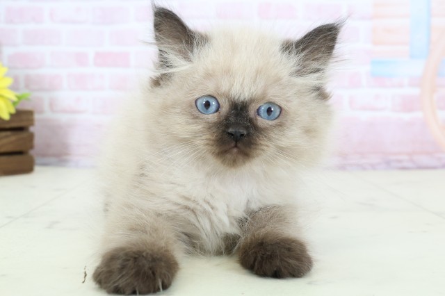 新潟県のヒマラヤン (Coo&RIKU上越店/2025年12月15日生まれ/男の子/シールポイント)の子猫の1枚目の画像