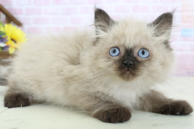 新潟県のヒマラヤン (Coo&RIKU上越店/2025年12月15日生まれ/男の子/シールポイント)の子猫の2枚目の画像