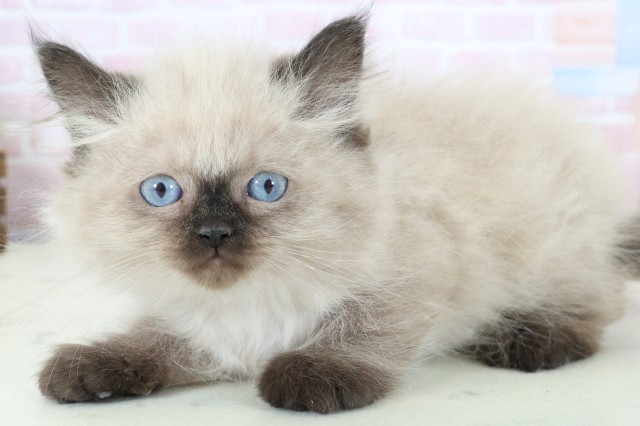 新潟県のヒマラヤン (Coo&RIKU上越店/2025年12月15日生まれ/男の子/シールポイント)の子猫の3枚目の画像