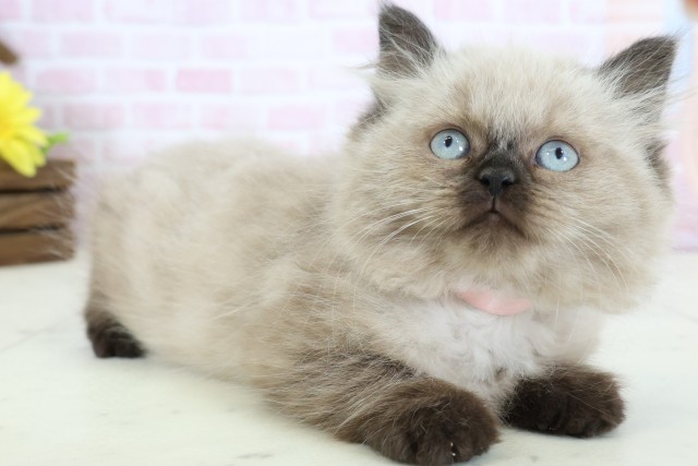 富山県のヒマラヤン (Coo&RIKU富山店/2025年12月15日生まれ/女の子/シールポイント)の子猫の2枚目の画像