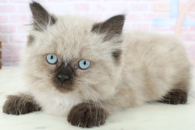 富山県のヒマラヤン (Coo&RIKU富山店/2025年12月15日生まれ/女の子/シールポイント)の子猫の3枚目の画像