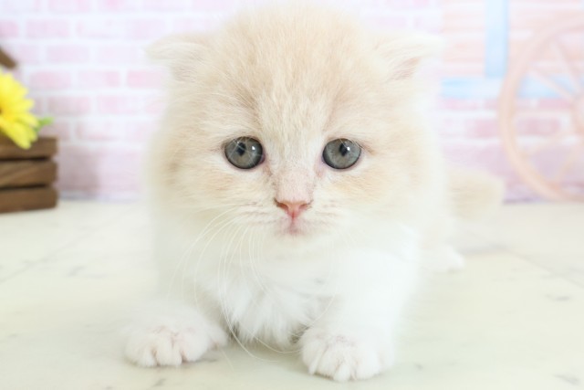 広島県のスコティッシュフォールド (Coo&RIKU広島北店/2025年12月28日生まれ/女の子/クリームタビーホワイト)の子猫の1枚目の画像