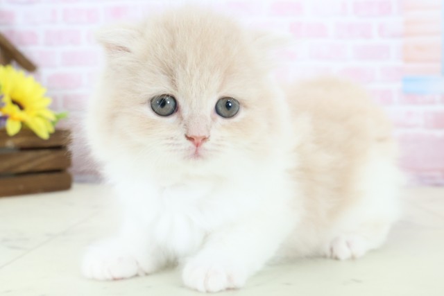 広島県のスコティッシュフォールド (Coo&RIKU広島北店/2025年12月28日生まれ/女の子/クリームタビーホワイト)の子猫の3枚目の画像