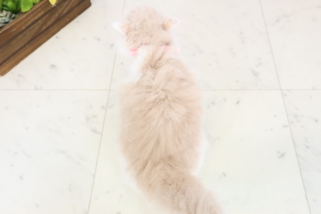 広島県のスコティッシュフォールド (Coo&RIKU広島北店/2025年12月28日生まれ/女の子/クリームタビーホワイト)の子猫の4枚目の画像