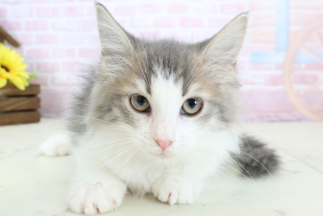 高知県のノルウェージャンフォレストキャット (Coo&RIKU高知御座店/2025年11月19日生まれ/男の子/ブルータビーホワイト)の子猫の1枚目の画像