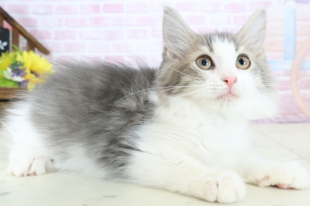 高知県のノルウェージャンフォレストキャット (Coo&RIKU高知御座店/2025年11月19日生まれ/男の子/ブルータビーホワイト)の子猫の2枚目の画像