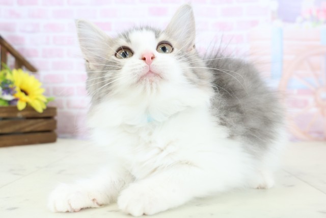 高知県のノルウェージャンフォレストキャット (Coo&RIKU高知御座店/2025年11月19日生まれ/男の子/ブルータビーホワイト)の子猫の3枚目の画像