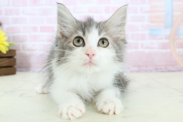 愛媛県のノルウェージャンフォレストキャット (Coo&RIKUイオンタウン川之江店/2025年11月19日生まれ/男の子/ブルータビーホワイト)の子猫の1枚目の画像