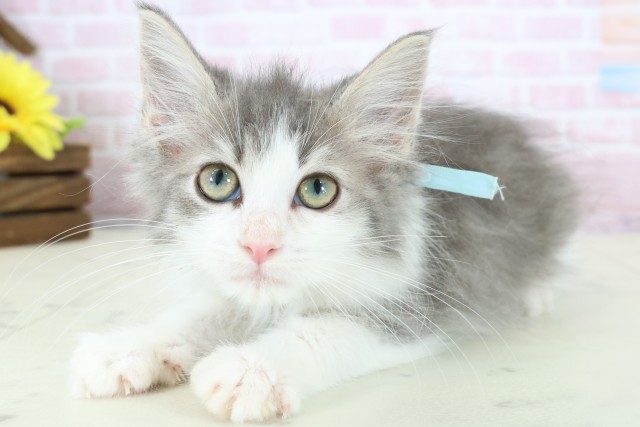 愛媛県のノルウェージャンフォレストキャット (Coo&RIKUイオンタウン川之江店/2025年11月19日生まれ/男の子/ブルータビーホワイト)の子猫の3枚目の画像