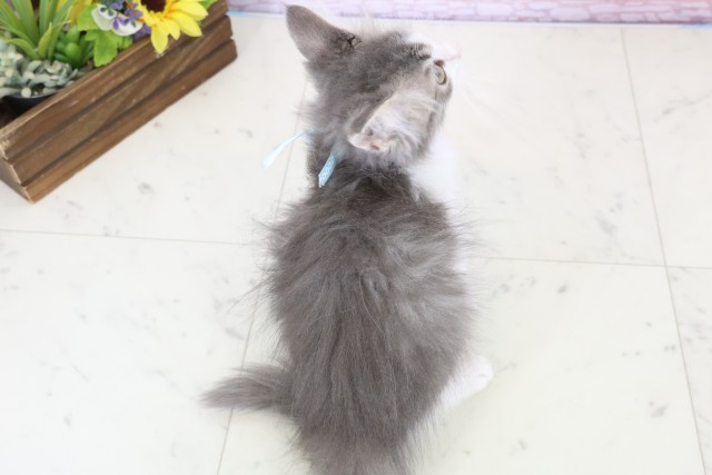 愛媛県のノルウェージャンフォレストキャット (Coo&RIKUイオンタウン川之江店/2025年11月19日生まれ/男の子/ブルータビーホワイト)の子猫の4枚目の画像