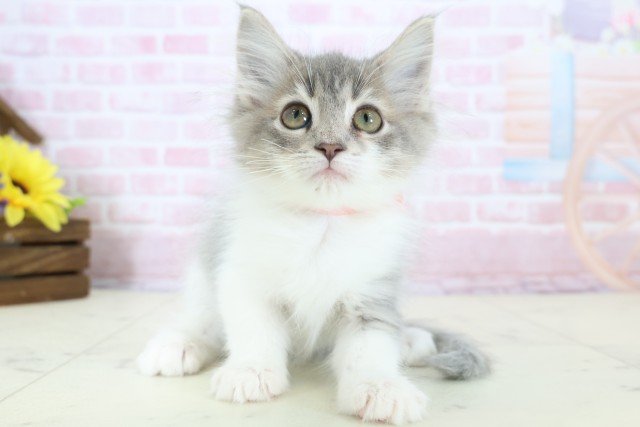 ノルウェージャン・フォレストキャット