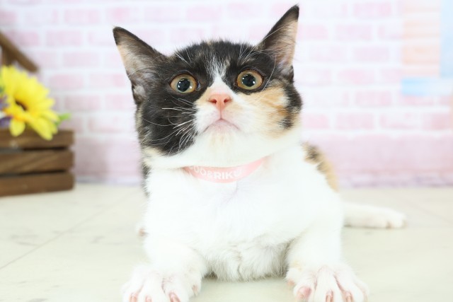 山口県のマンチカン (Coo&RIKUサンパークあじす店/2025年10月20日生まれ/女の子/キャリコ)の子猫の1枚目の画像