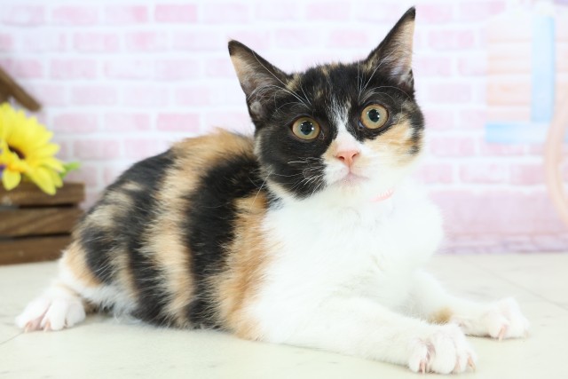 山口県のマンチカン (Coo&RIKUサンパークあじす店/2025年10月20日生まれ/女の子/キャリコ)の子猫の2枚目の画像