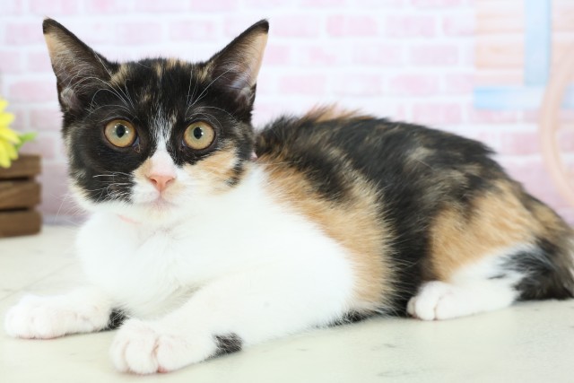 山口県のマンチカン (Coo&RIKUサンパークあじす店/2025年10月20日生まれ/女の子/キャリコ)の子猫の3枚目の画像