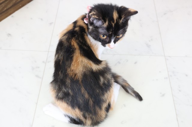 山口県のマンチカン (Coo&RIKUサンパークあじす店/2025年10月20日生まれ/女の子/キャリコ)の子猫の4枚目の画像