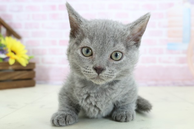 長野県のハーフ猫・ミックス猫 (Coo&RIKU松本店/2025年12月21日生まれ/男の子/ブルー)の子猫の1枚目の画像