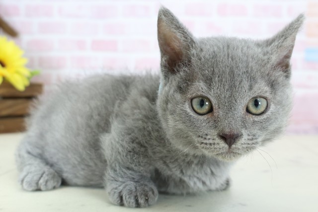 長野県のハーフ猫・ミックス猫 (Coo&RIKU松本店/2025年12月21日生まれ/男の子/ブルー)の子猫の2枚目の画像