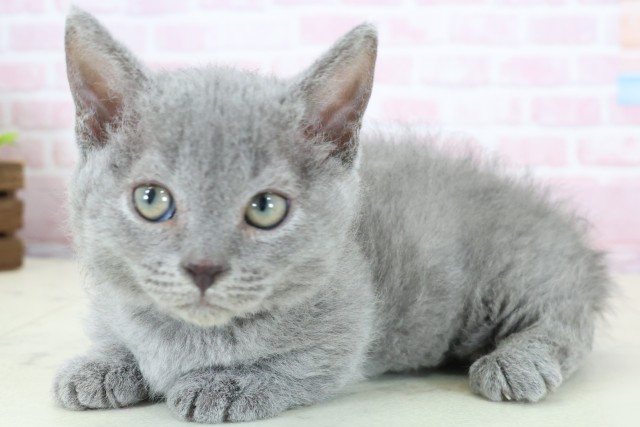 長野県のハーフ猫・ミックス猫 (Coo&RIKU松本店/2025年12月21日生まれ/男の子/ブルー)の子猫の3枚目の画像