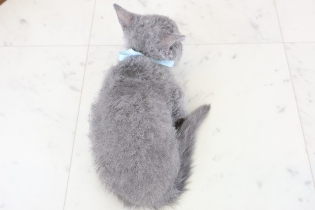 長野県のハーフ猫・ミックス猫 (Coo&RIKU松本店/2025年12月21日生まれ/男の子/ブルー)の子猫の4枚目の画像