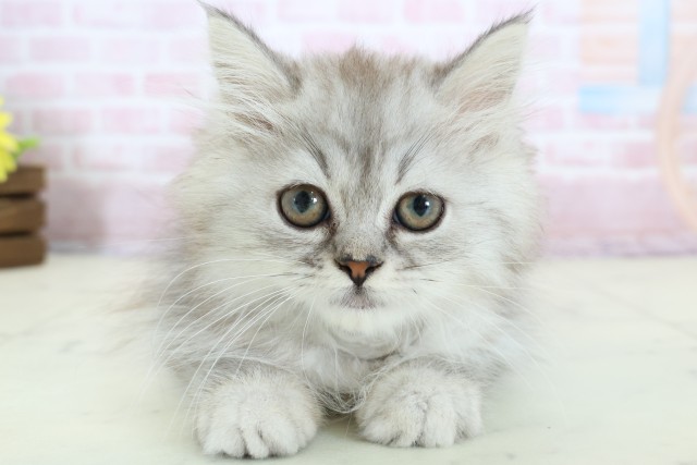 新潟県のミヌエット (Coo&RIKUイオンモール新発田店/2025年11月20日生まれ/男の子/シルバータビー)の子猫の1枚目の画像